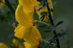 Scotch broom